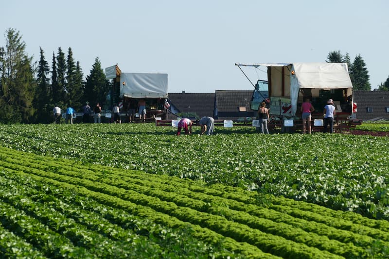 Menschen arbeiten auf einem Feld, was ist Saisonarbeit?